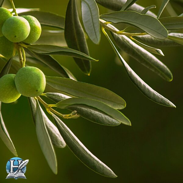 أوراق الزيتون (Olive Leaf)