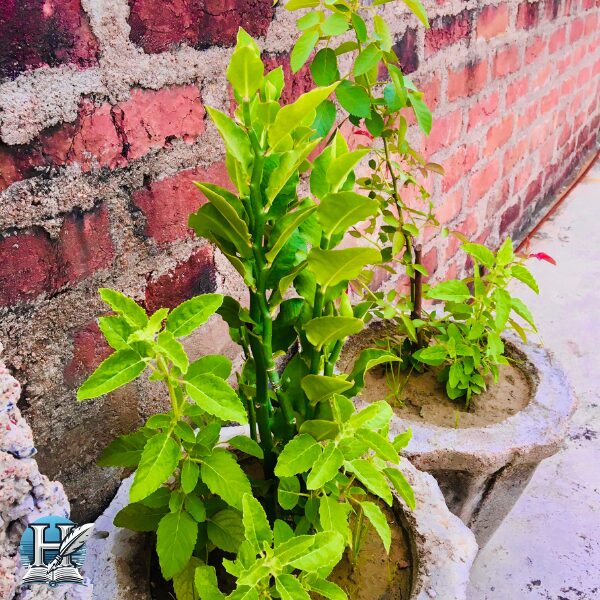 الريحان المقدس (Tulsi Holy Basil)