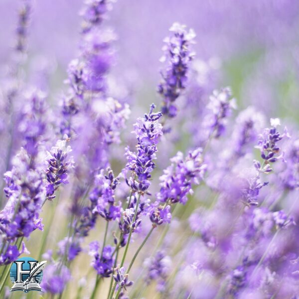 اللافندر (Lavender)
