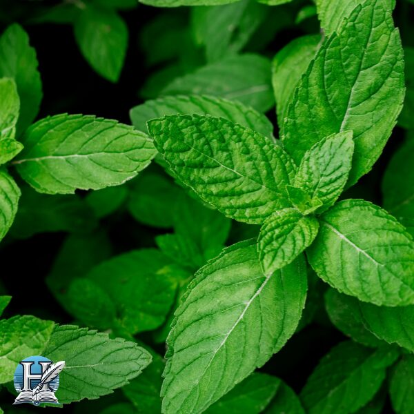 النعناع (Mint)