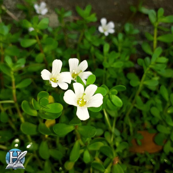 عشبة الباكوبا (Bacopa Monnieri)