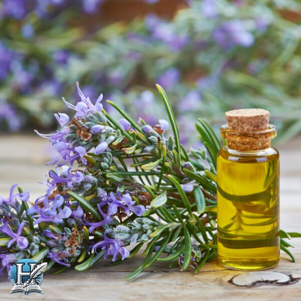 نبات الروزماري (Rosemary)