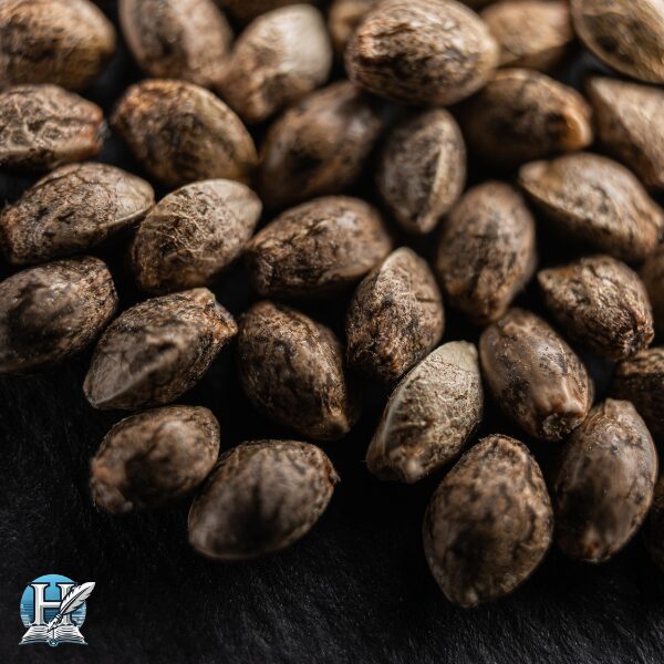 بذور القنّب