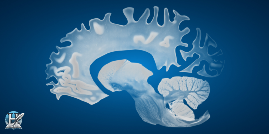 رسم توضيحي لدماغ إنسان يوضح تأثير مرض الزهايمر على الوظائف الذهنية