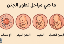 ما هي مراحل تطور الجنين