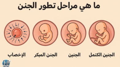 ما هي مراحل تطور الجنين
