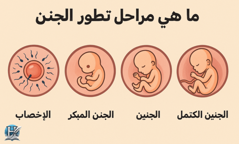ما هي مراحل تطور الجنين