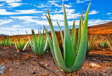 نباتات صبار مزروعة في أرض صحراوية تحت سماء زرقاء صافية، تُظهر أوراق الصبار الخضراء السميكة المستخدمة للعناية بالشعر والبشرة.