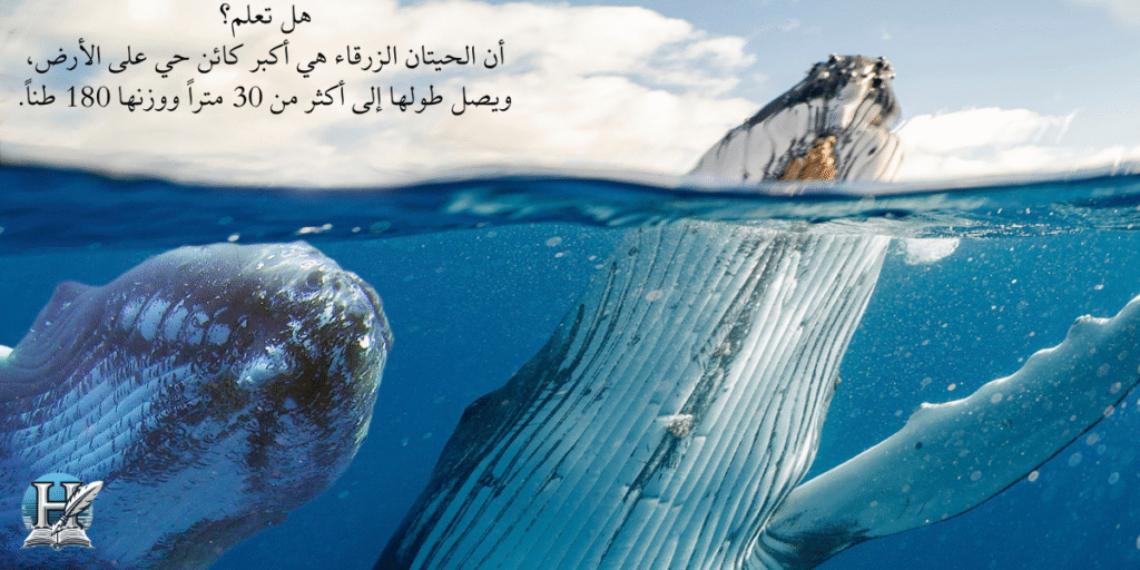 الحيتان الزرقاء في المحيط الجنوبي