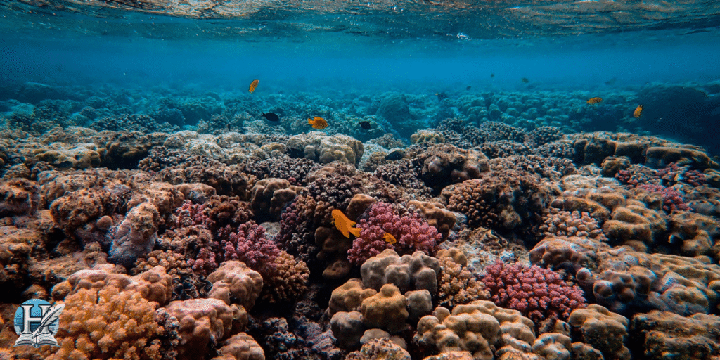 الشعاب المرجانية في المحيط الهندي